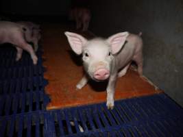 Farrowing crates at Golden Grove Piggery NSW - Australian pig farming - Captured at Golden Grove Piggery, Young NSW Australia.