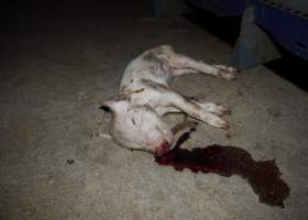 Dead piglet in aisle, pool of blood - Australian pig farming - Captured at Golden Grove Piggery, Young NSW Australia.