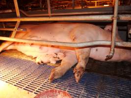 Farrowing crates at Golden Grove Piggery NSW - Australian pig farming - Captured at Golden Grove Piggery, Young NSW Australia.