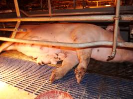 Farrowing crates at Golden Grove Piggery NSW - Australian pig farming - Captured at Golden Grove Piggery, Young NSW Australia.