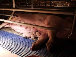 Farrowing crates at Golden Grove Piggery NSW - Australian pig farming - Captured at Golden Grove Piggery, Young NSW Australia.