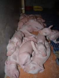 Farrowing crates at Golden Grove Piggery NSW - Australian pig farming - Captured at Golden Grove Piggery, Young NSW Australia.