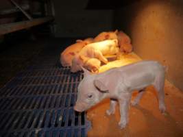 Farrowing crates at Golden Grove Piggery NSW - Australian pig farming - Captured at Golden Grove Piggery, Young NSW Australia.