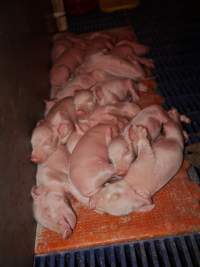 Farrowing crates at Golden Grove Piggery NSW - Australian pig farming - Captured at Golden Grove Piggery, Young NSW Australia.