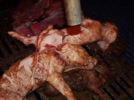 Dead piglets - Australian pig farming - Captured at Golden Grove Piggery, Young NSW Australia.