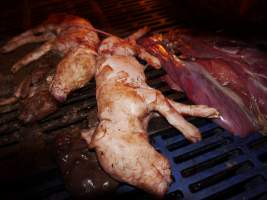 Dead piglets - Australian pig farming - Captured at Golden Grove Piggery, Young NSW Australia.