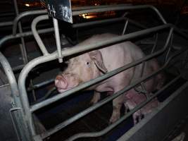 Farrowing crates at Golden Grove Piggery NSW - Australian pig farming - Captured at Golden Grove Piggery, Young NSW Australia.