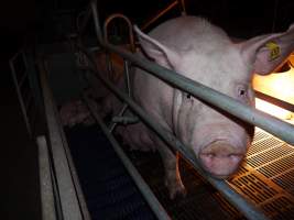 Farrowing crates at Golden Grove Piggery NSW - Australian pig farming - Captured at Golden Grove Piggery, Young NSW Australia.