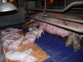 Farrowing crates at Golden Grove Piggery NSW - Australian pig farming - Captured at Golden Grove Piggery, Young NSW Australia.