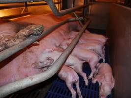 Farrowing crates at Golden Grove Piggery NSW - Australian pig farming - Captured at Golden Grove Piggery, Young NSW Australia.