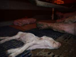 Dead piglets - Australian pig farming - Captured at Golden Grove Piggery, Young NSW Australia.