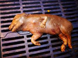 Stillborn piglet - Australian pig farming - Captured at Golden Grove Piggery, Young NSW Australia.