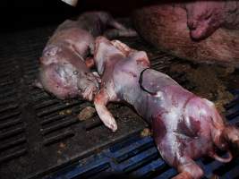 Dead piglets - Australian pig farming - Captured at Golden Grove Piggery, Young NSW Australia.