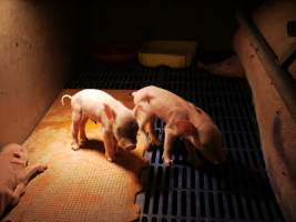 Farrowing crates at Golden Grove Piggery NSW - Australian pig farming - Captured at Golden Grove Piggery, Young NSW Australia.