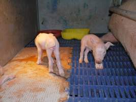 Farrowing crates at Golden Grove Piggery NSW - Australian pig farming - Captured at Golden Grove Piggery, Young NSW Australia.