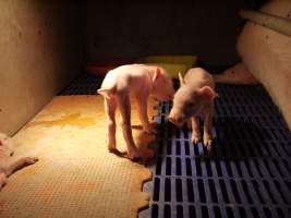 Farrowing crates at Golden Grove Piggery NSW - Australian pig farming - Captured at Golden Grove Piggery, Young NSW Australia.