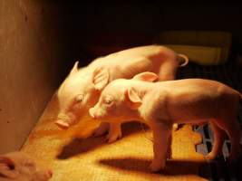 Farrowing crates at Golden Grove Piggery NSW - Australian pig farming - Captured at Golden Grove Piggery, Young NSW Australia.