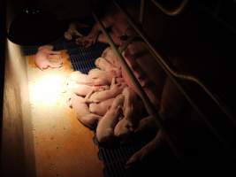 Farrowing crates at Golden Grove Piggery NSW - Australian pig farming - Captured at Golden Grove Piggery, Young NSW Australia.