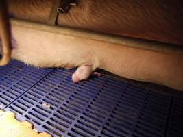 Piglet crushed by mother - Australian pig farming - Captured at Golden Grove Piggery, Young NSW Australia.