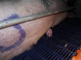 Piglet crushed by mother - Australian pig farming - Captured at Golden Grove Piggery, Young NSW Australia.