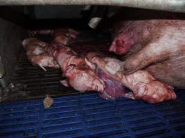 Dead piglets - Australian pig farming - Captured at Golden Grove Piggery, Young NSW Australia.