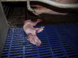 Dead piglets - Australian pig farming - Captured at Golden Grove Piggery, Young NSW Australia.