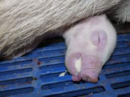 Piglet crushed by mother - Australian pig farming - Captured at Golden Grove Piggery, Young NSW Australia.