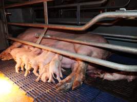 Dead piglets - Australian pig farming - Captured at Golden Grove Piggery, Young NSW Australia.