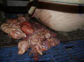 Dead piglets - Australian pig farming - Captured at Golden Grove Piggery, Young NSW Australia.