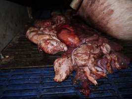 Dead piglets - Australian pig farming - Captured at Golden Grove Piggery, Young NSW Australia.