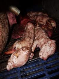 Dead piglets - Australian pig farming - Captured at Golden Grove Piggery, Young NSW Australia.