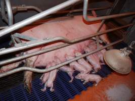 Farrowing crates at Golden Grove Piggery NSW - Australian pig farming - Captured at Golden Grove Piggery, Young NSW Australia.