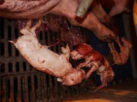 Dead piglets - Australian pig farming - Captured at Golden Grove Piggery, Young NSW Australia.