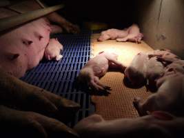 Farrowing crates at Golden Grove Piggery NSW - Australian pig farming - Captured at Golden Grove Piggery, Young NSW Australia.