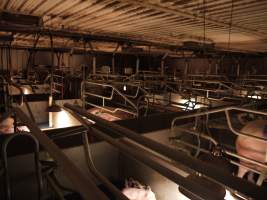 Farrowing crates at Golden Grove Piggery NSW - Australian pig farming - Captured at Golden Grove Piggery, Young NSW Australia.