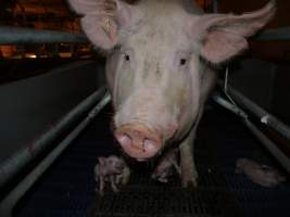 Farrowing crates at Golden Grove Piggery NSW - Australian pig farming - Captured at Golden Grove Piggery, Young NSW Australia.