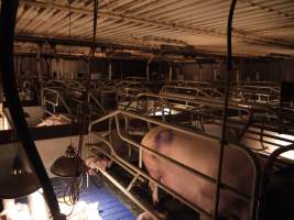 Farrowing crates at Golden Grove Piggery NSW - Australian pig farming - Captured at Golden Grove Piggery, Young NSW Australia.