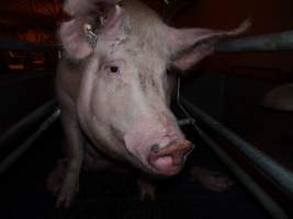 Farrowing crates at Golden Grove Piggery NSW - Australian pig farming - Captured at Golden Grove Piggery, Young NSW Australia.