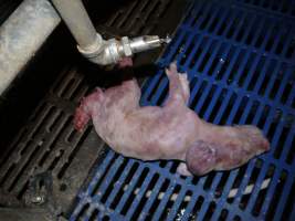 Dead piglet with chewed legs - Australian pig farming - Captured at Golden Grove Piggery, Young NSW Australia.