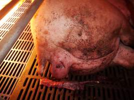 Sow with prolapse - Australian pig farming - Captured at Golden Grove Piggery, Young NSW Australia.