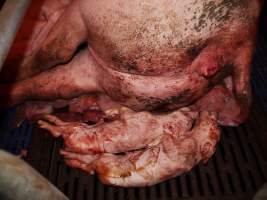 Dead piglets - Australian pig farming - Captured at Golden Grove Piggery, Young NSW Australia.