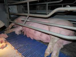 Farrowing crates at Golden Grove Piggery NSW - Australian pig farming - Captured at Golden Grove Piggery, Young NSW Australia.