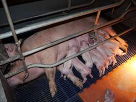 Farrowing crates at Golden Grove Piggery NSW - Australian pig farming - Captured at Golden Grove Piggery, Young NSW Australia.