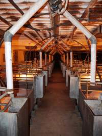 Farrowing crates at Golden Grove Piggery NSW - Australian pig farming - Captured at Golden Grove Piggery, Young NSW Australia.