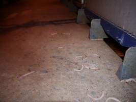 Cut off piglet tails - Australian pig farming - Captured at Golden Grove Piggery, Young NSW Australia.