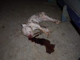 Dead piglet in aisle - Australian pig farming - Captured at Golden Grove Piggery, Young NSW Australia.