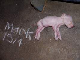 Dead piglet in aisle - Australian pig farming - Captured at Golden Grove Piggery, Young NSW Australia.