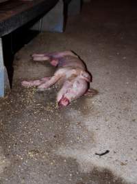 Dead piglet in aisle - Australian pig farming - Captured at Golden Grove Piggery, Young NSW Australia.