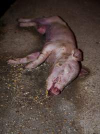 Dead piglet in aisle - Australian pig farming - Captured at Golden Grove Piggery, Young NSW Australia.