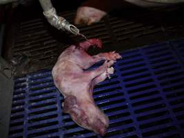 Dead piglet with chewed legs - Australian pig farming - Captured at Golden Grove Piggery, Young NSW Australia.